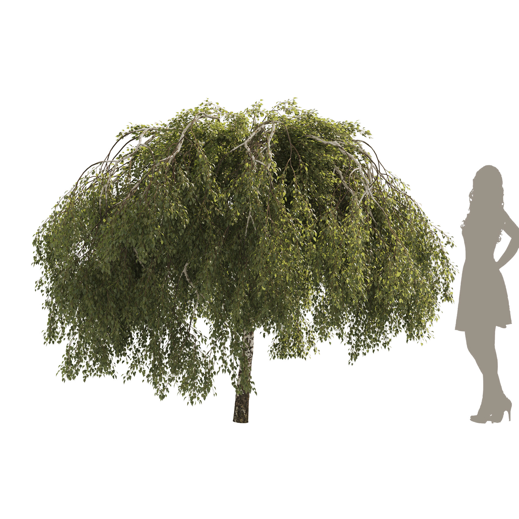 ArtStation - Green Weeping Willow Tree small size | Resources