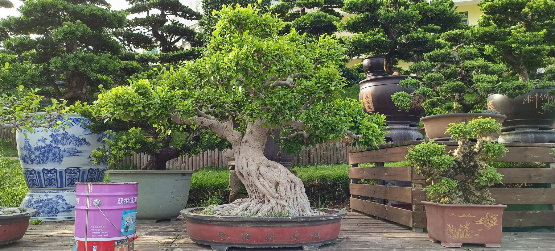 ArtStation - 380+ bonsai pictures for reference, with a total size of 1 ...