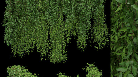 Collection plant vol 165 - ivy - leaf - blender - 3dmax - cinema 4d