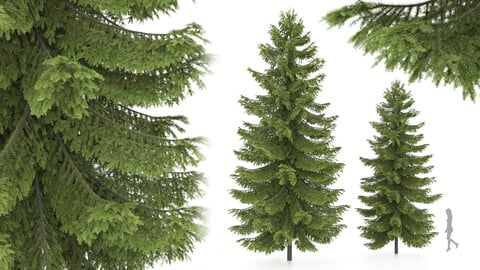 2 pine tree, High and medium height