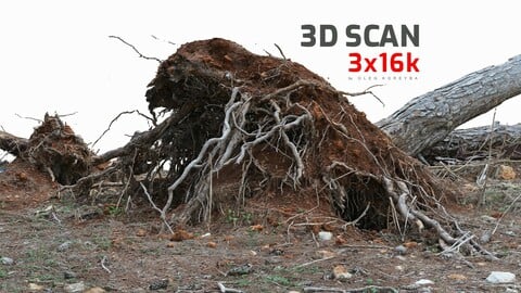 Fallen Pine Tree Bare Roots 1x16k 4x16k Textures 3D Model