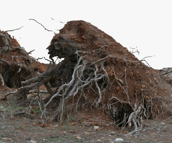 ArtStation - Fallen Pine Tree Bare Roots 1x16k 4x16k Textures 3D Model ...