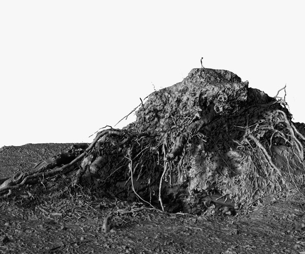 ArtStation - Fallen Pine Tree Bare Roots 1x16k 4x16k Textures 3D Model ...