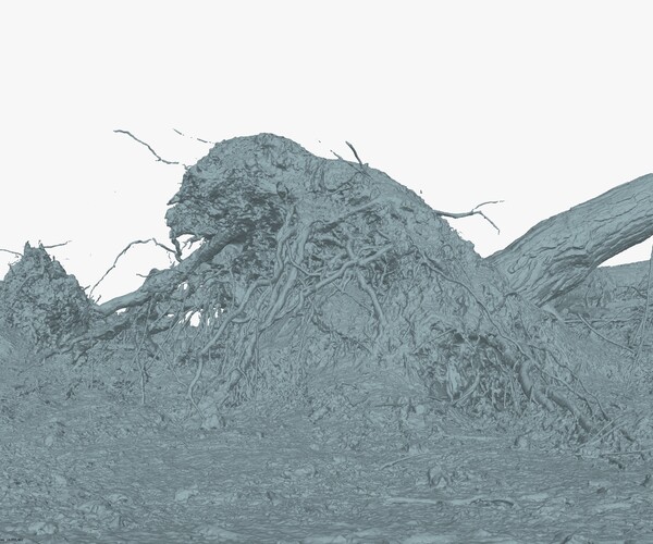 ArtStation - Fallen Pine Tree Bare Roots 1x16k 4x16k Textures 3D Model ...