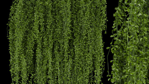 Collection plant vol 202 - ivy - hanging - leaf - blender - 3dmax - cinema 4d