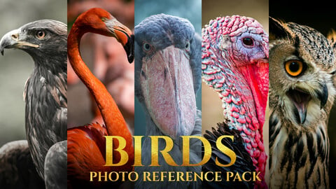 Birds Reference Pack For Artists 828 JPEGs