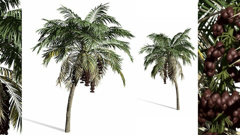 palm tree-s03