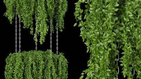 Collection plant vol 213 - leaf - hanging - blender - 3dmax - cinema 4d