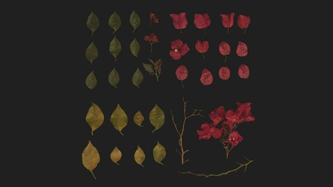 Bougainvillaea Leaves