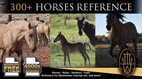 300+ Horse Reference Photos