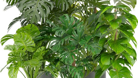 Collection plant vol 264 - indoor - monstera - blender - 3dmax - cinema 4d