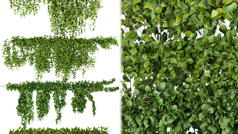 Collection plant vol 266 - Outdoor - ivy - bush - blender - 3dmax - cinema 4d