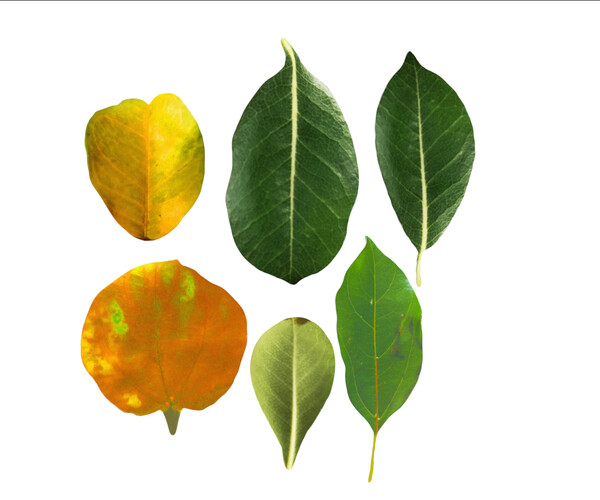 ArtStation - 6 realistic leaves CG resource download, 3DMAX leaves ...