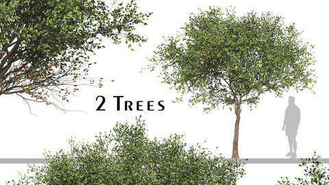 Set of Cerasus Pseudocerasus Tree (Chinese Cherry) (2 Trees) ( 3Ds MAX - Blender - Cinema4D - FBX - OBJ )