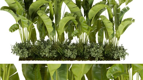 Collection plant vol 289 - indoor - leaf - banana - blender - 3dmax - cinema 4d