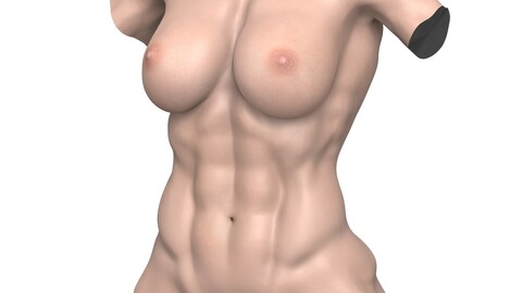 Young Muscular Woman Torso