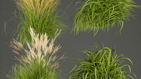 Collection plant vol 310 -grass - outdoor - leaf - blender - 3dmax - cinema 4d