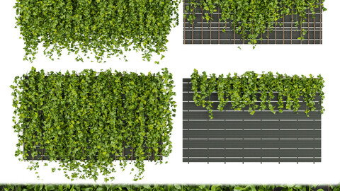 Collection plant vol 316 - Fitowall - Leaf - Ivy - blender - 3dmax - cinema 4d