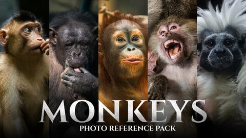 Monkeys - Photo Reference Pack For Artists 159 JPEGs