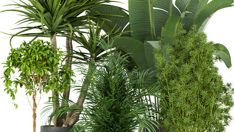 Collection plant vol 330 - palm - banana - indoor - leaf - blender - 3dmax - cinema 4d