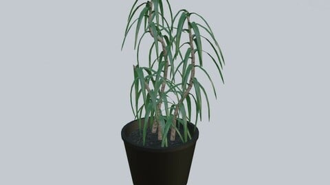 Vase with Plant - Dracena Low-poly 3D model