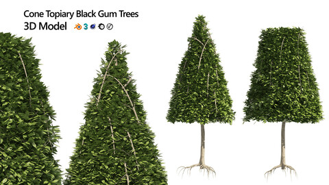 Cone topiary tree shape black gum tre