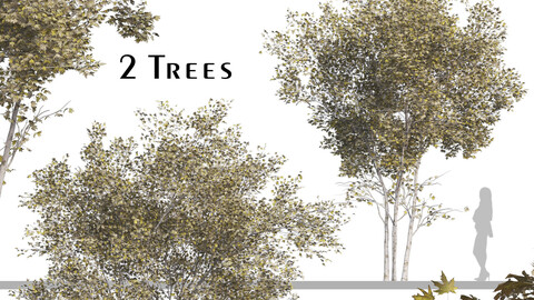 Set of Acer truncatum Plant (shantung maple) (2 Trees) ( 3Ds MAX - Blender - Cinema4D - FBX - OBJ )