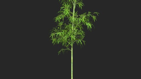 Realistic Game Ready Bamboo Tree 04