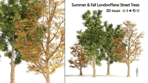 4 Summer & Fall Street london plane trees