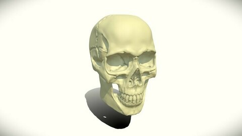 Realistic Skull ( HP )