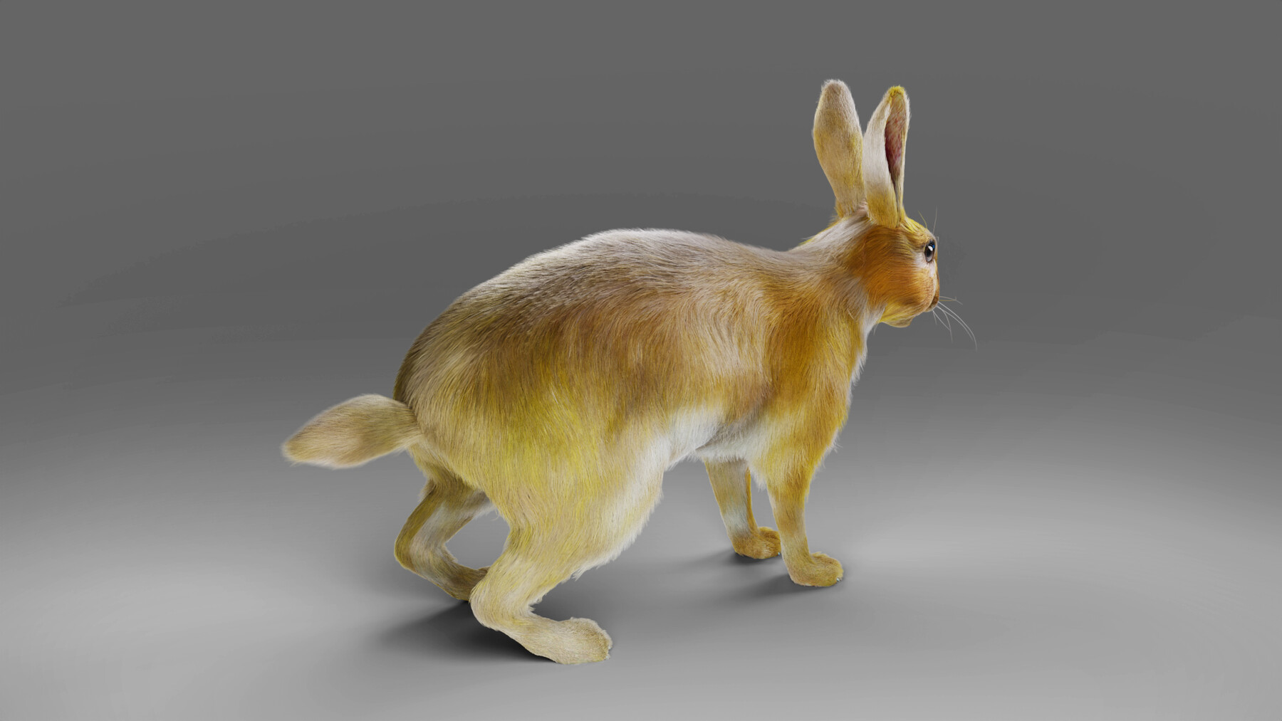 ArtStation - Fur Rabbit V01 Rigged in Blender | Game Assets