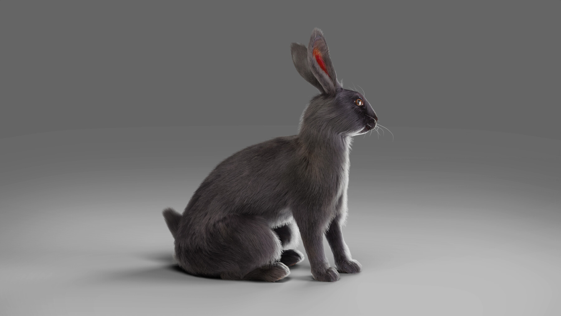 ArtStation - Fur Rabbit Gray V02 Rigged | Game Assets
