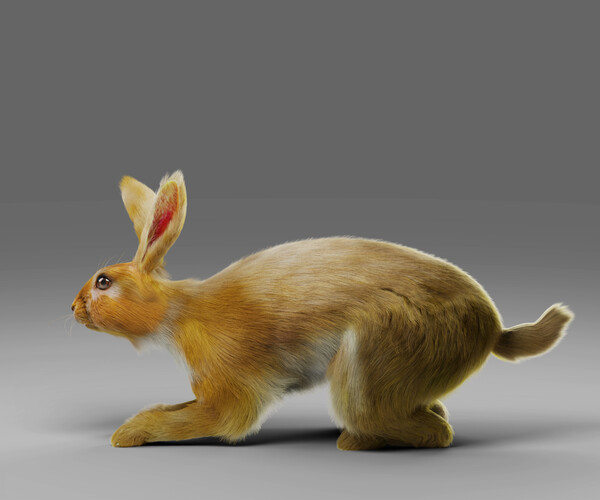 ArtStation - Fur Rabbit Rigged and Animation in Blender | Game Assets