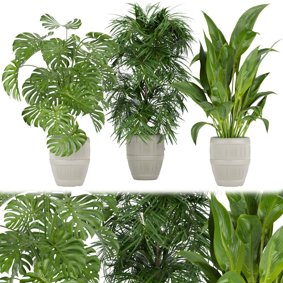 ArtStation - Collection plant vol 348 - leaf - palm - monstera - peace ...