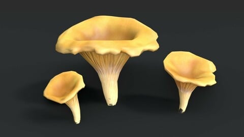 Golden Chanterelle Mushroom Set