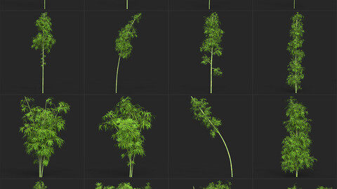 Bamboo Tree Collection