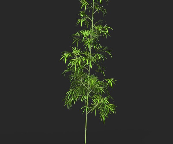 ArtStation - Bamboo Tree Collection | Resources