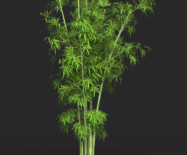 ArtStation - Bamboo Tree Collection | Resources