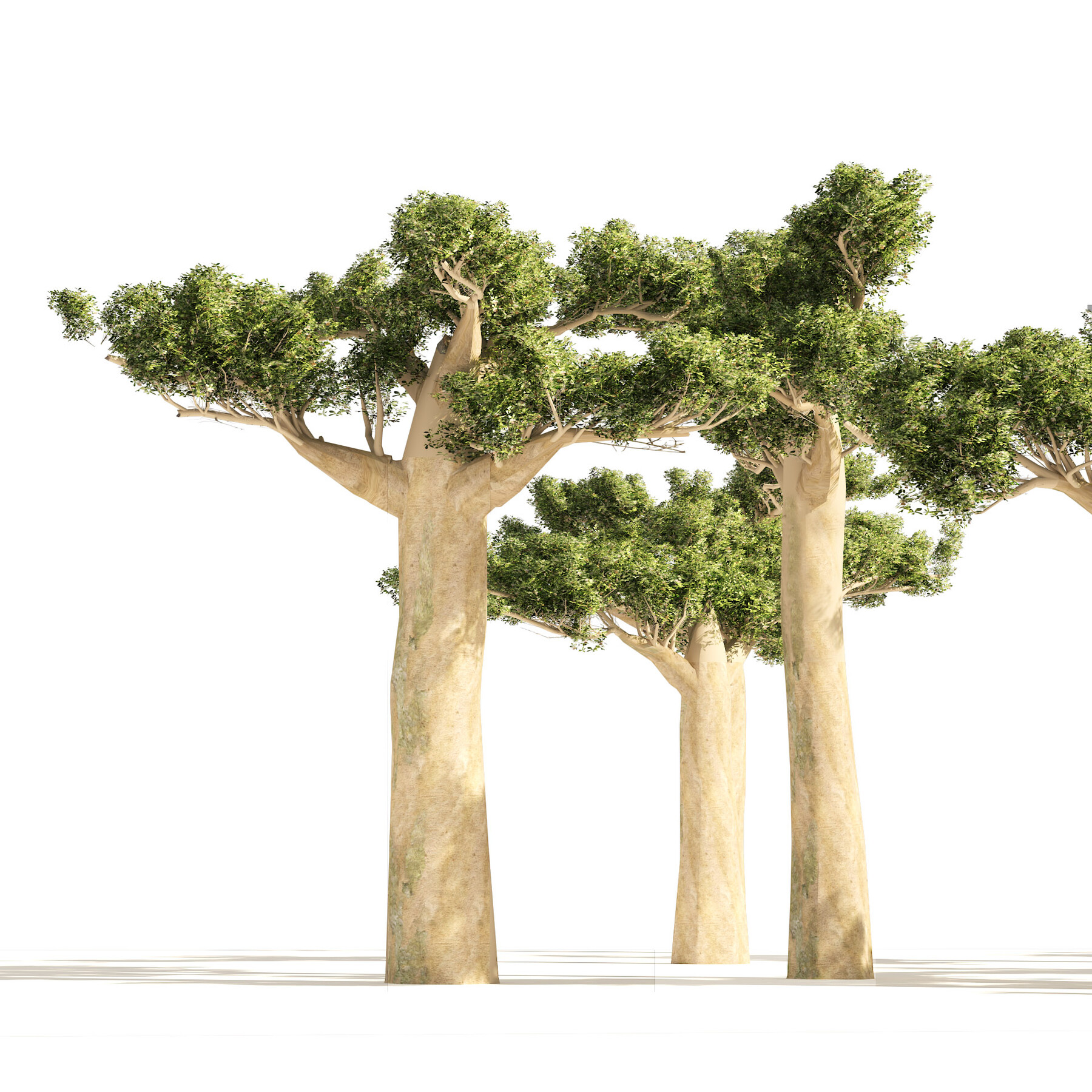 folder bush abolish ArtStation - Madagascar Baobab Trees Set | Resources