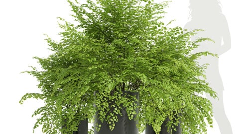 New Plant High detail Adiantum Capillus Veneris Fern