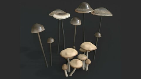 Fairy Ring and Garlic Parachute Mushrooms