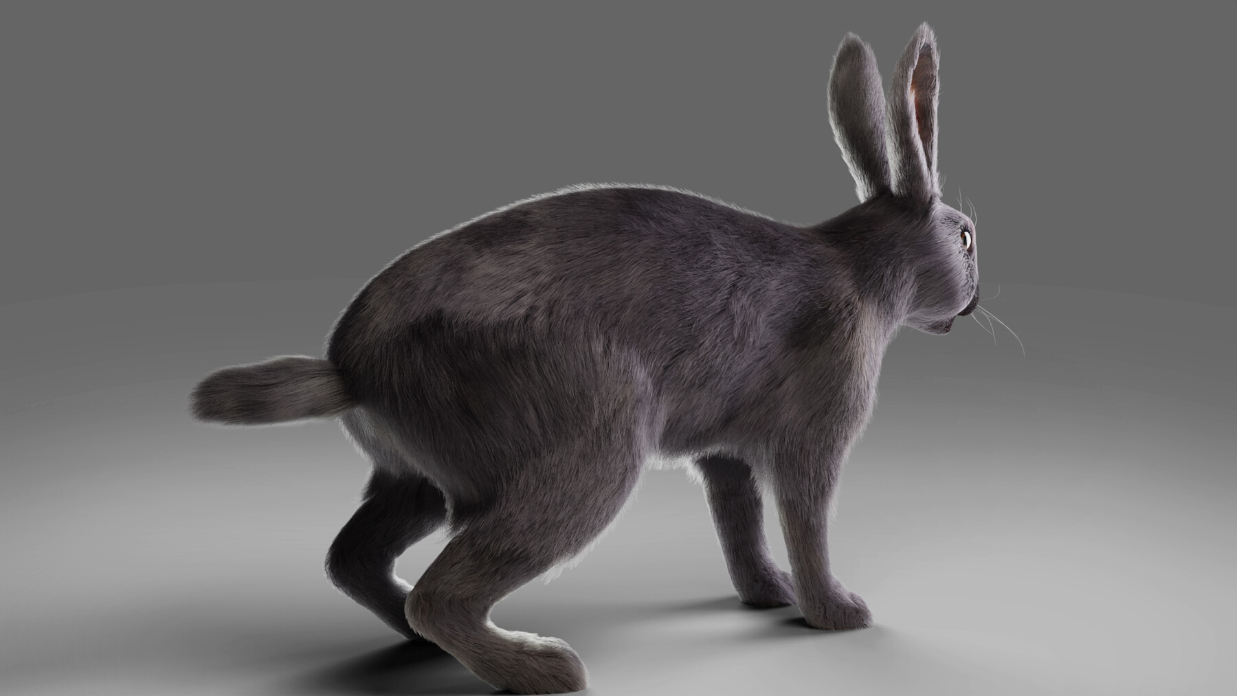 ArtStation - 3D Fur Rabbit Gray V02 Animation | Game Assets
