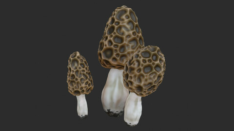 Morel Mushroom Set