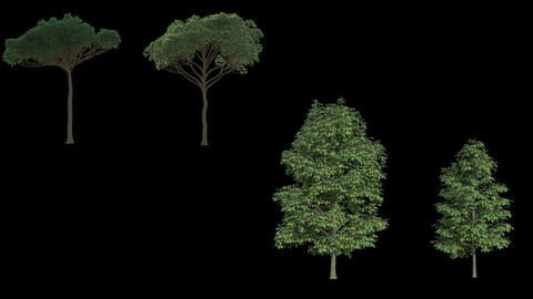 4 Trees 3D Models with Textures