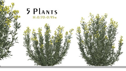 Set of Euphorbia palustris Plant (Marsh spurge) (5 Plants) ( 3Ds MAX - Blender - Cinema4D - FBX - OBJ )