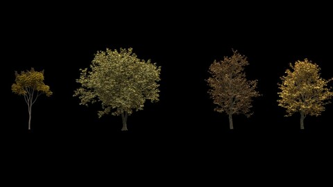 4 Autumn Trees 3D Models with Textures