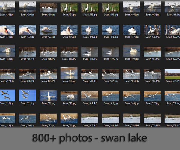 ArtStation 800+ photo reference of swans (swan lake) Resources