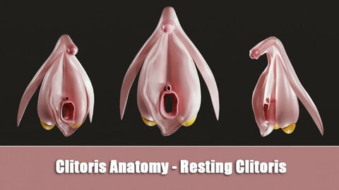 Clitoris Anatomy - Resting Clitoris