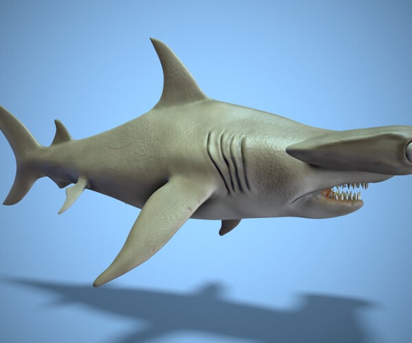 ArtStation - hammerhead shark | Game Assets