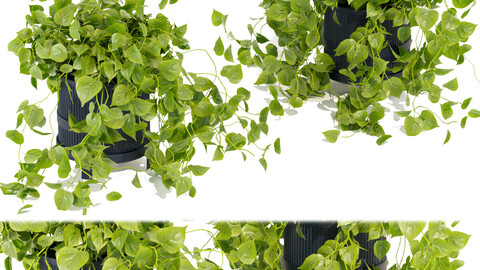 Collection plant vol 370 - pothos - hanging - ampelous - blender - 3dmax - cinema 4d